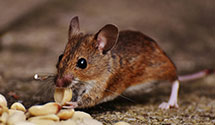 24 Hour & Emergency Exterminators in De Land, IL